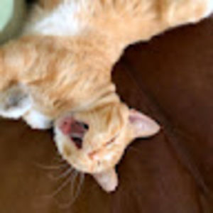 Meet your Posher, Beck